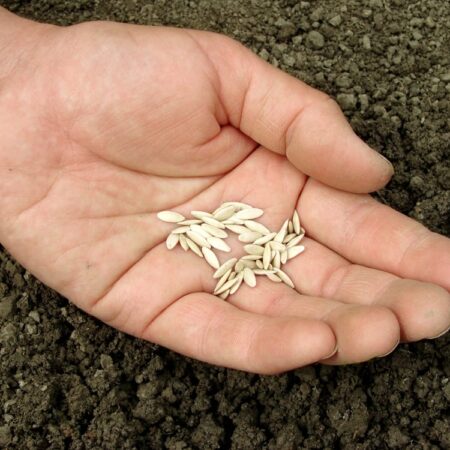 Ako získať osivo z vlastných uhoriek na ďalšiu sezónu