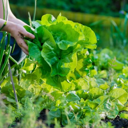 Táto zelenina sa dá vysádzať v auguste