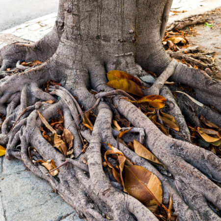 3 závažné problémy s koreňmi stromov v záhradách