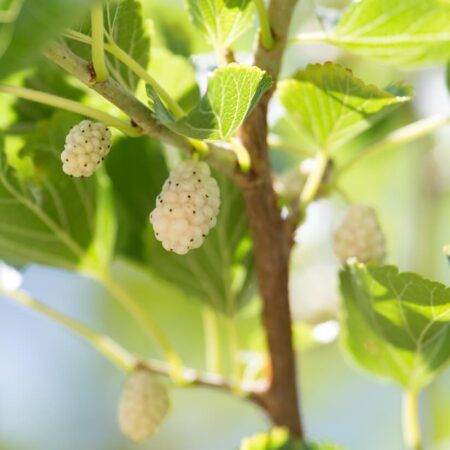 Pestovanie a starostlivosť o moruše, spoznajte dôležité rady