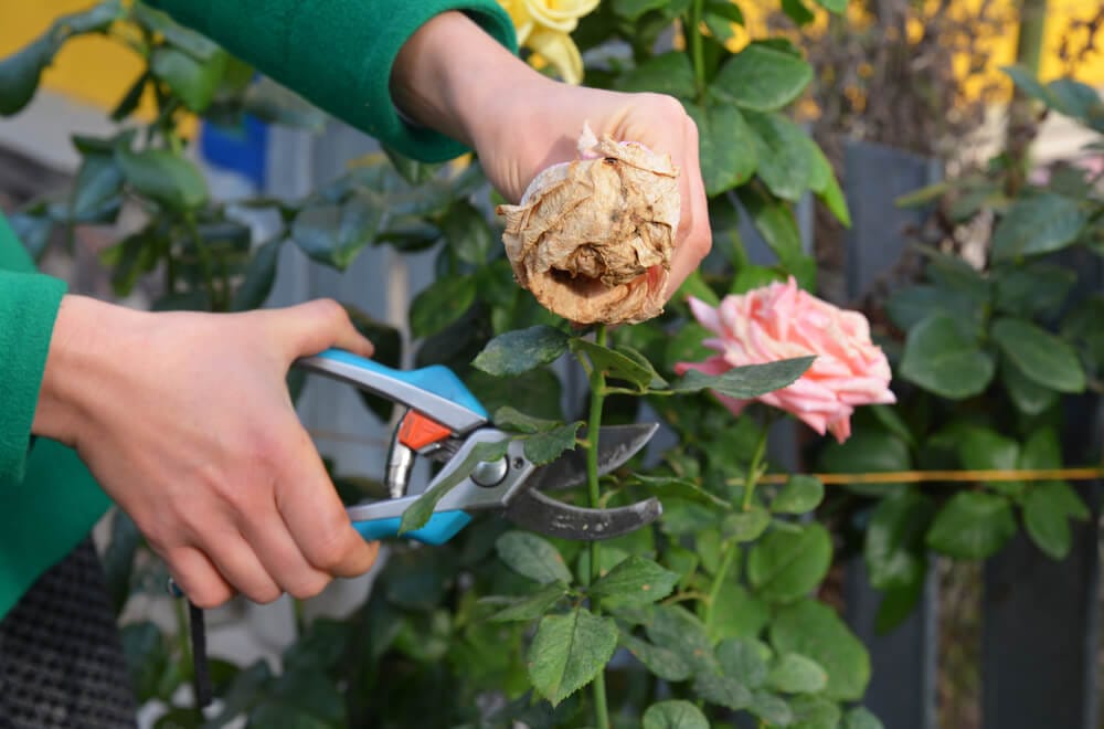 3 základné pravidlá pre strihanie kvetov, poznáte ich?