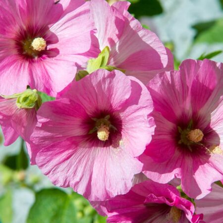 12 rastlín, ktoré sú ideálne pre dažďovú záhradu