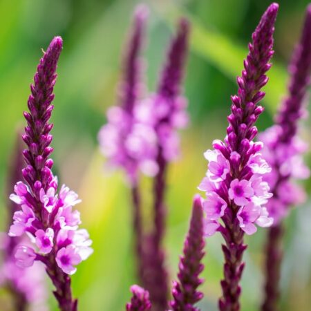 Týmito kvetmi zaplníte dažďovú záhradu