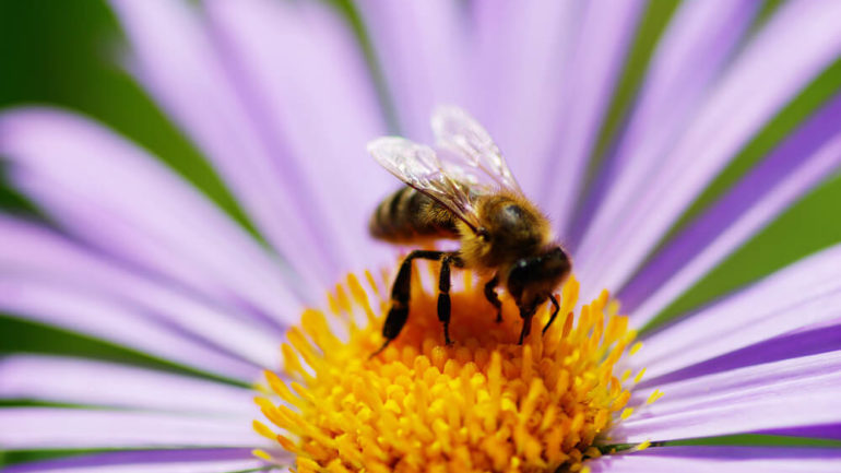 Ako môžu záhradkári pomôcť našim ubúdajúcim včelám