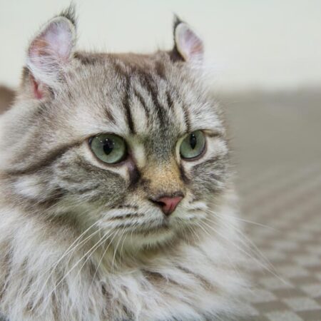 Vzácne plemená mačiek, ktoré stoja tisíce eur