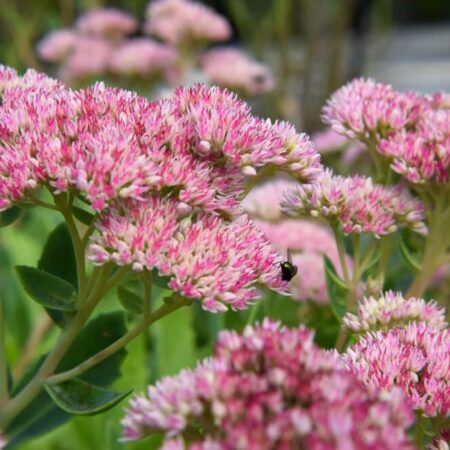 Rastliny, ktoré oživia vašu jesennú záhradu