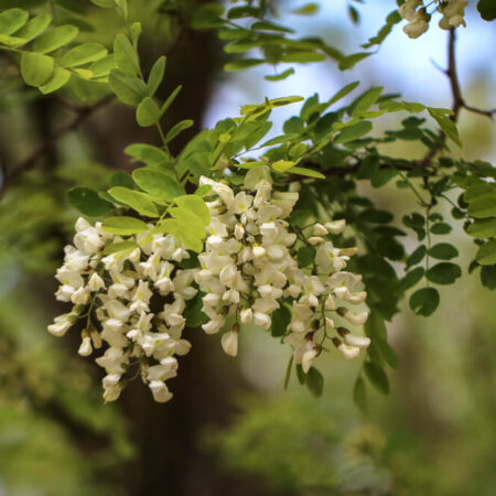 15 invazívnych stromov, ktoré nesaďte v malých záhradách