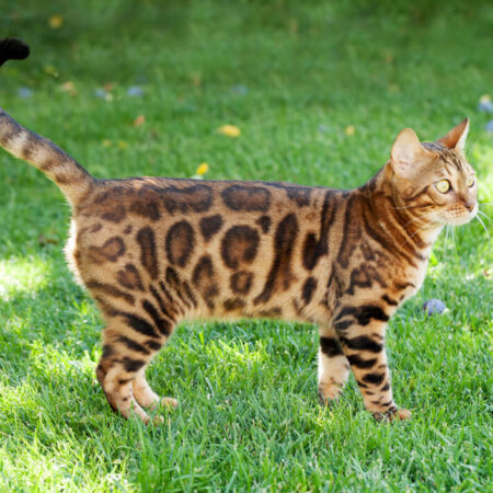 Spoznajte najvzácnejšie plemená mačiek. Viete, ktoré to sú?