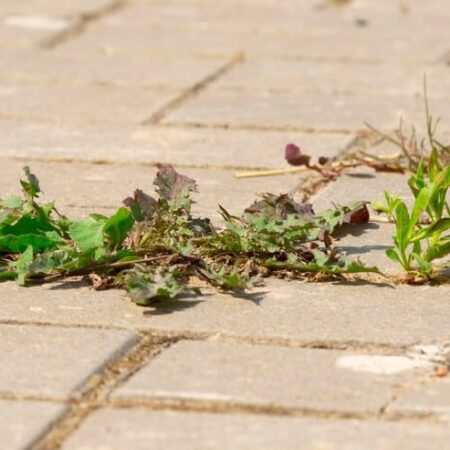 Ako odstrániť burinu z dláždených chodníkov a príjazdových ciest