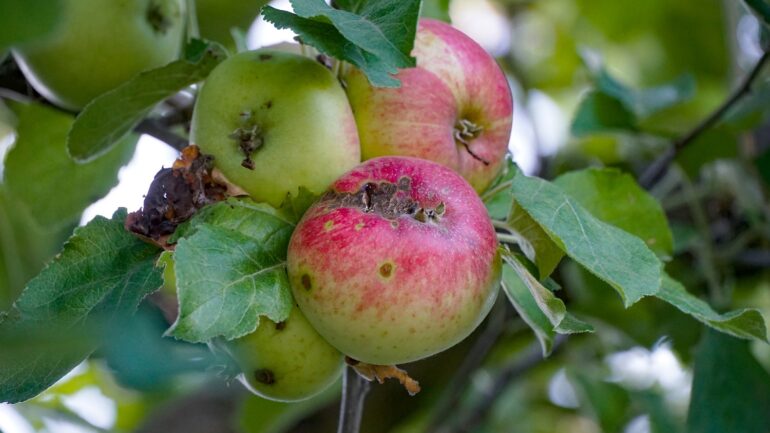 Jazvy na jablkách či iné chyby, čo ich spôsobuje?