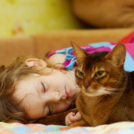 Najideálnejšie plemená mačiek pre vaše deti.