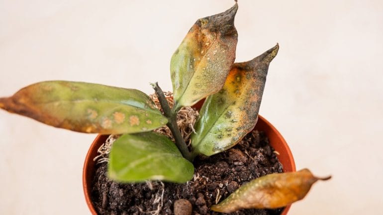 8 najbežnejších škodcov izbových rastlín, ako sa ich zbaviť?