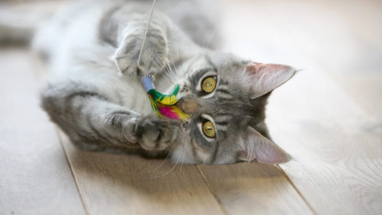 5 zábavných hier, ktoré vaše mačky budú milovať