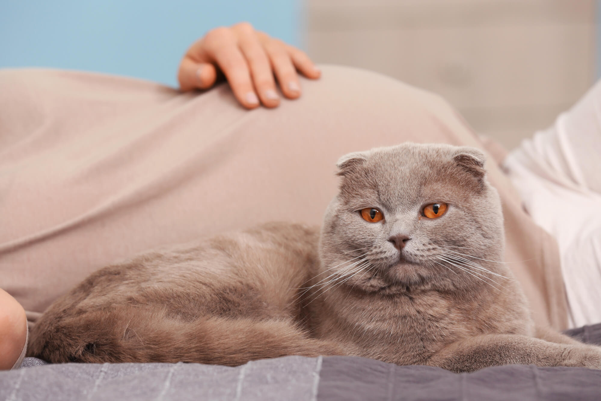 Ako ovplyvňujú mačky a psy tehotné ženy? Majitelia mačiek, pozor