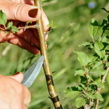 Očkovanie ovocných stromov je ľahké, zistite ako na to
