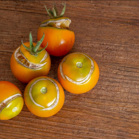 Čo spôsobuje praskanie paradajok