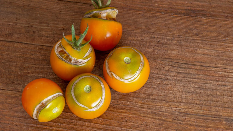 Čo spôsobuje praskanie paradajok