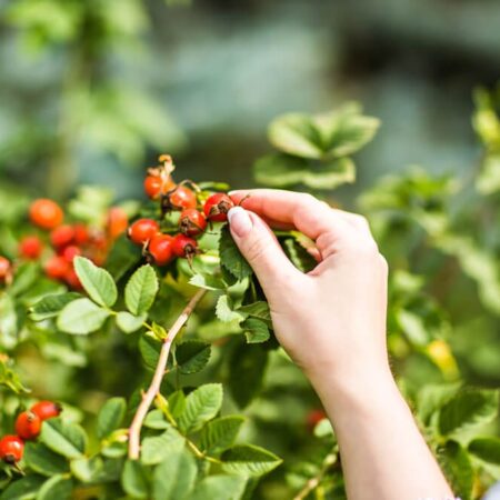 Šípky: Spoznajte skvelé benefity tejto rastliny
