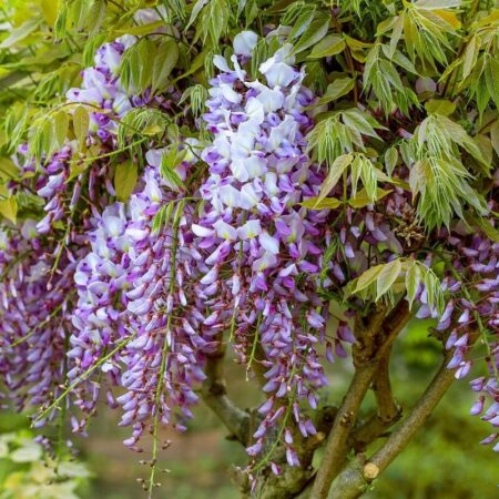 Orezávanie popínavých drevín, myslite na toto