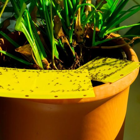 Ako sa zbaviť vošiek na izbových rastlinách