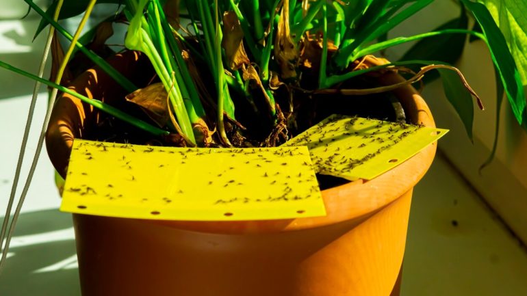 Ako sa zbaviť vošiek na izbových rastlinách