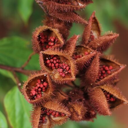 Tieto koreniny si môžete vypestovať vo vlastnej záhrade