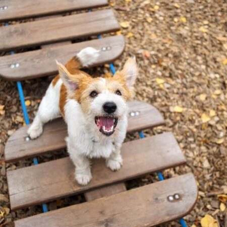 Prečo malé plemená psov tak často štekajú