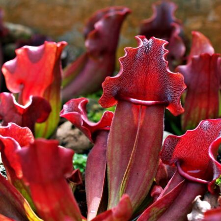 Pestovanie mäsožravých rastlín, takto sa postaráte o mucholapky