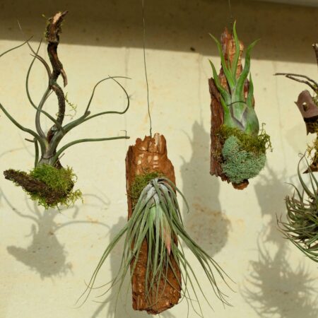 Tilandsia - vzdušná rastlina, ako sa o ňu starať?