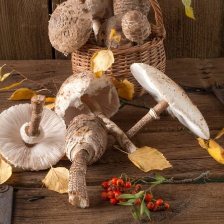 Bedle, spoznajte druhy, ktoré sú chutné no i nebezpečné