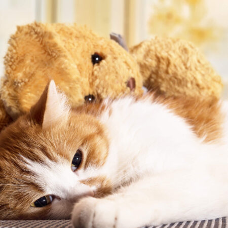 Pozor na toto správanie, ktoré u mačiek považujeme za normálne