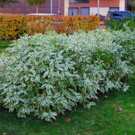 Tieto rastliny milujú vodu, preto sú ideálne do vlhkých oblastí