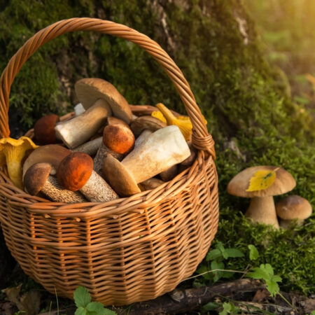 Zbierate huby? Toto treba o hubárčení vedieť