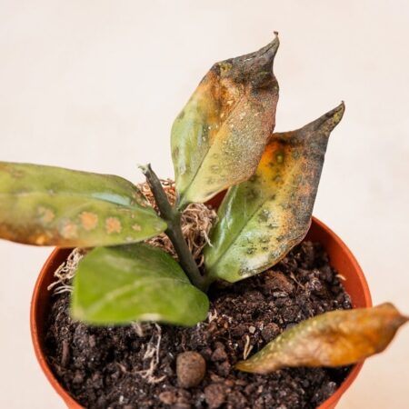 8 najbežnejších škodcov izbových rastlín, ako sa ich zbaviť?