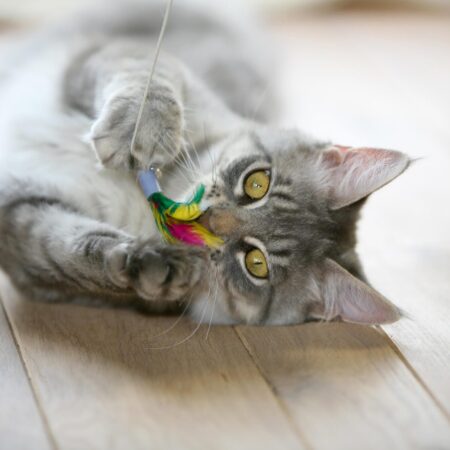 5 zábavných hier, ktoré vaše mačky budú milovať