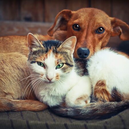 10 dôvodov, prečo sú mačky lepšie ako psy