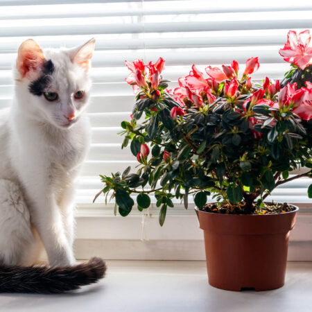 Aké izbové rastliny sú jedovaté pre mačky