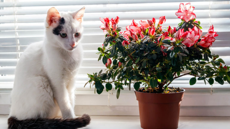Aké izbové rastliny sú jedovaté pre mačky