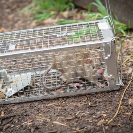 Kam umiestniť pasce a ďalšie tipy, ako chytiť potkana