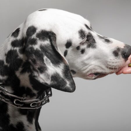 Čo je potravinová alergia u psov a ako sa prejavuje