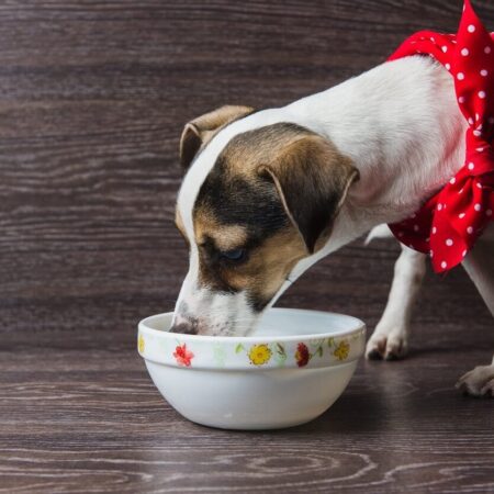 Ako často kŕmiť šteniatko a dospelého psa