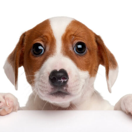 Strihať alebo nestrihať psovi pazúriky? Tieto chyby robíme