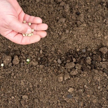 Jesenná výsadba: Aký čas je pre sadenie najvhodnejší
