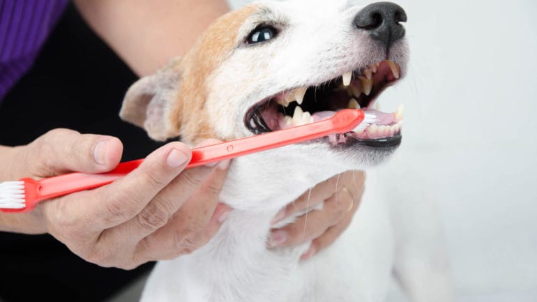 5 zaujímavých faktov o zuboch psa, vedeli ste, že..?