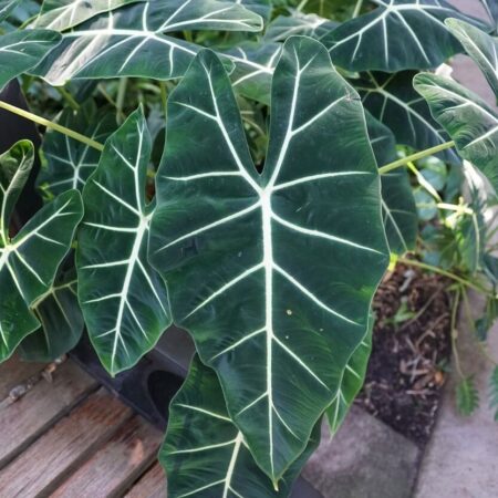 6 trendových rastlín, ktoré sú nenáročné na pestovanie