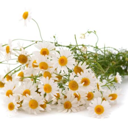 Harmanček ako ľudový liečiteľ nespavosti?