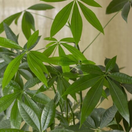 Bohatstvo a prosperitu zabezpečia tieto rastliny