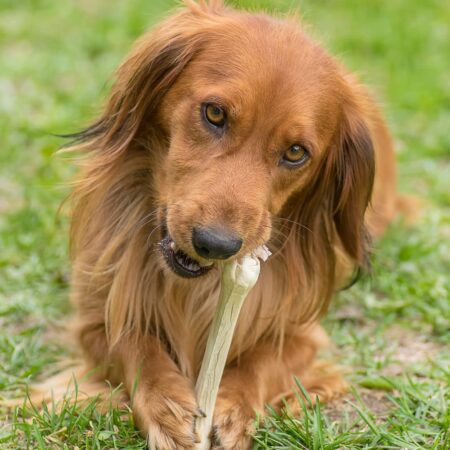 Potravinové mýty, ktorým veria chovatelia mačiek a psov