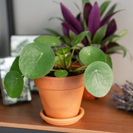 8 rastlín, ktoré vám prinesú do domu bohatstvo