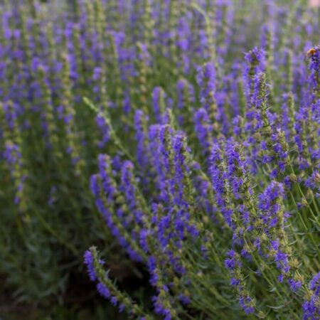 Yzop lekárky, liečivý brat levandule má miesto i vo vašej záhrade